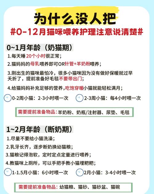 刚出生的猫咪怎么照顾,刚出生的小猫怎么照顾 知乎?-第2张图片-后鲨宠物 刚出生的猫咪怎么照顾,刚出生的小猫怎么照顾 知乎?-第2张图片-后鲨宠物