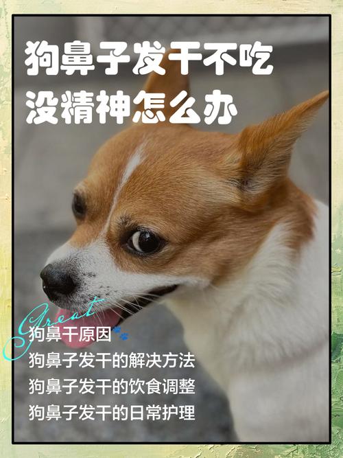 狗狗鼻子干怎么回事_狗狗鼻子干怎么回事不吃东西怎么回事-第5张图片-后鲨宠物 狗狗鼻子干怎么回事_狗狗鼻子干怎么回事不吃东西怎么回事-第5张图片-后鲨宠物