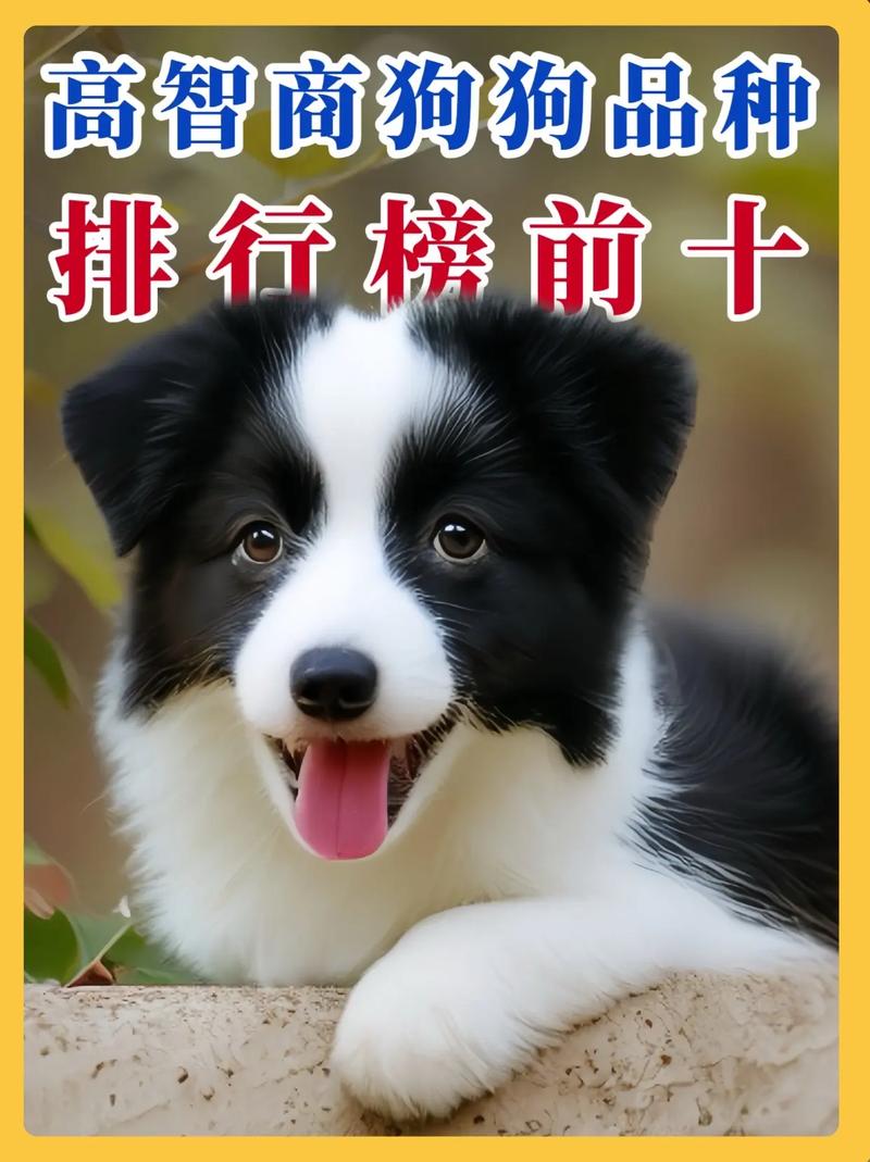 智商排名第一的狗狗,智商排名第一的狗狗是谁?-第2张图片-后鲨宠物 智商排名第一的狗狗,智商排名第一的狗狗是谁?-第2张图片-后鲨宠物