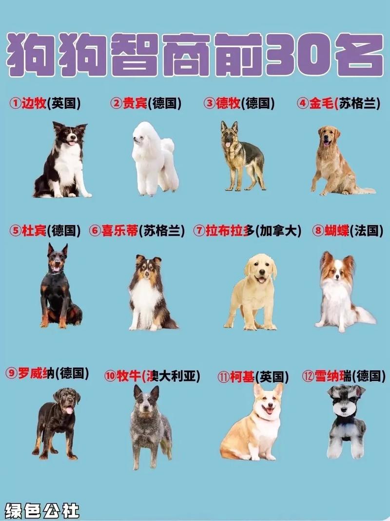 智商排名第一的狗狗,智商排名第一的狗狗是谁?-第6张图片-后鲨宠物 智商排名第一的狗狗,智商排名第一的狗狗是谁?-第6张图片-后鲨宠物