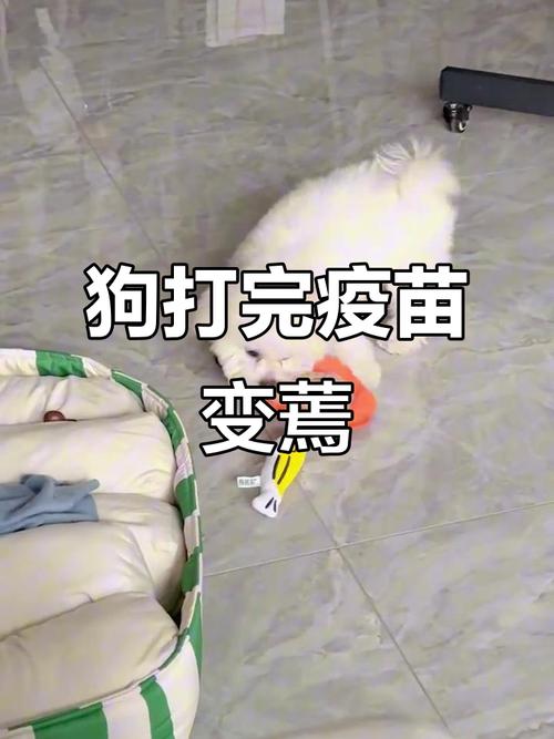 狗狗打消炎针不良反应_狗狗打了消炎针多久才起效-第2张图片-后鲨宠物 狗狗打消炎针不良反应_狗狗打了消炎针多久才起效-第2张图片-后鲨宠物