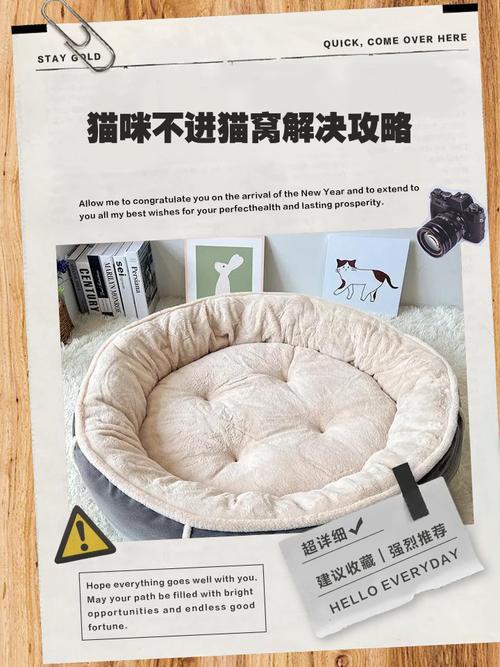 猫咪不进猫窝怎么办,猫一直不进猫窝?-第3张图片-后鲨宠物 猫咪不进猫窝怎么办,猫一直不进猫窝?-第3张图片-后鲨宠物