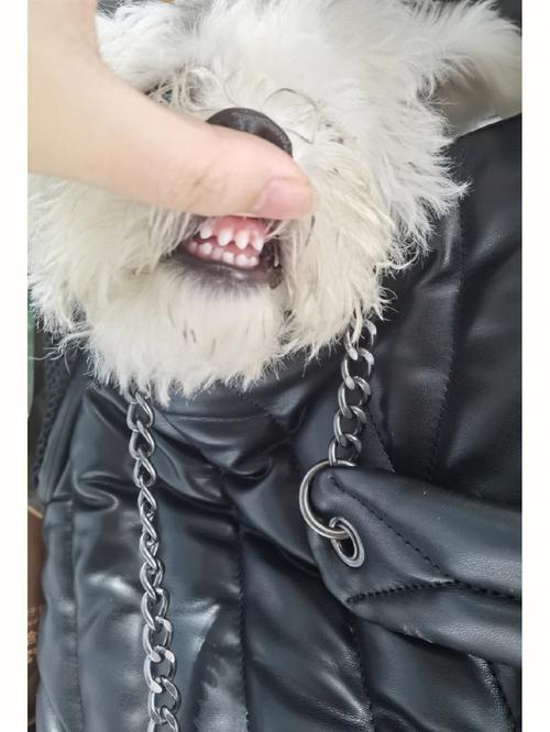 狗狗地包天怎么纠正_狗狗地包天是啥意思-第1张图片-后鲨宠物