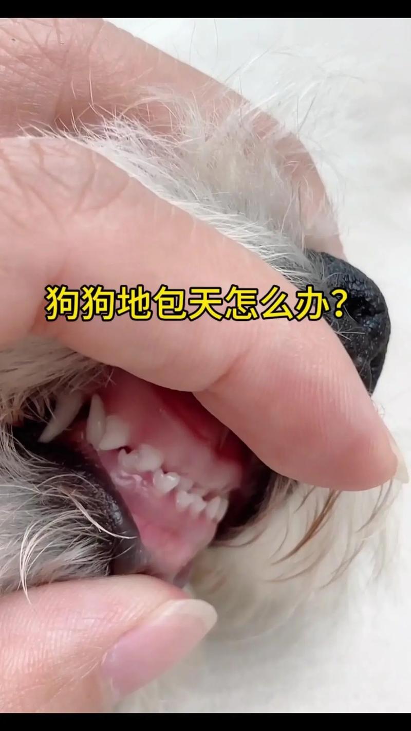 狗狗地包天怎么纠正_狗狗地包天是啥意思-第2张图片-后鲨宠物