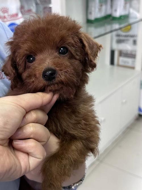 狗狗地包天怎么纠正_狗狗地包天是啥意思-第3张图片-后鲨宠物