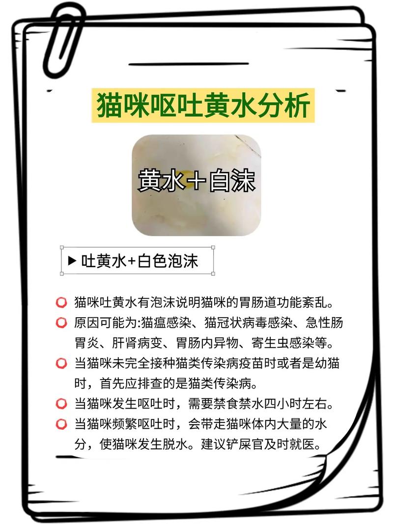 猫咪吐黄水怎么回事_猫咪吐黄水怎么回事还不吃饭-第3张图片-后鲨宠物 猫咪吐黄水怎么回事_猫咪吐黄水怎么回事还不吃饭-第3张图片-后鲨宠物