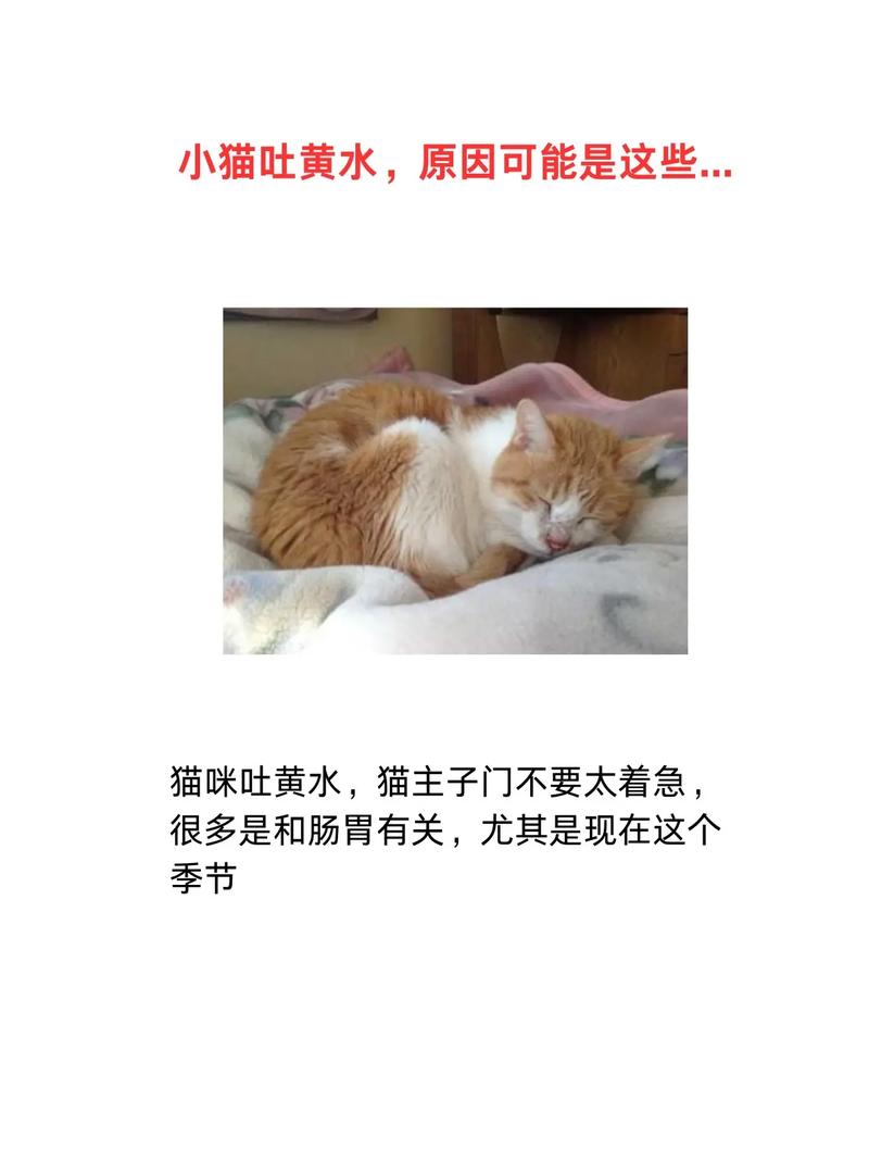 猫咪吐黄水怎么回事_猫咪吐黄水怎么回事还不吃饭-第5张图片-后鲨宠物 猫咪吐黄水怎么回事_猫咪吐黄水怎么回事还不吃饭-第5张图片-后鲨宠物