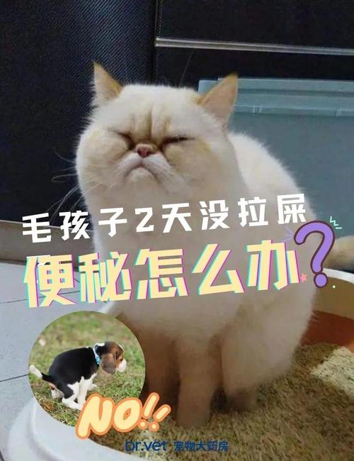 猫咪两天不拉屎,猫咪两天不拉屎拉尿正常吗?-第2张图片-后鲨宠物 猫咪两天不拉屎,猫咪两天不拉屎拉尿正常吗?-第2张图片-后鲨宠物