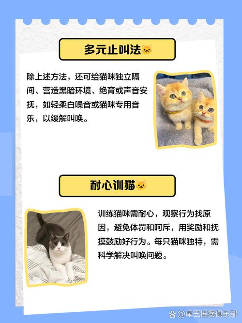 怎样让猫咪不叫,怎能让猫不叫?-第5张图片-后鲨宠物 怎样让猫咪不叫,怎能让猫不叫?-第5张图片-后鲨宠物