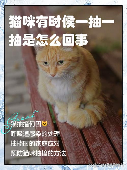 猫咪抽搐流口水,猫咪抽搐流口水流鼻涕-第1张图片-后鲨宠物 猫咪抽搐流口水,猫咪抽搐流口水流鼻涕-第1张图片-后鲨宠物