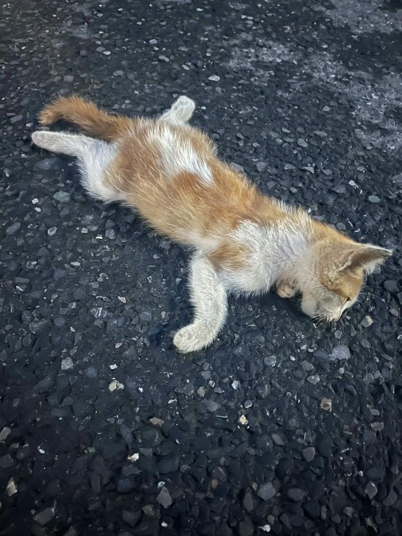 猫咪抽搐流口水,猫咪抽搐流口水流鼻涕-第3张图片-后鲨宠物 猫咪抽搐流口水,猫咪抽搐流口水流鼻涕-第3张图片-后鲨宠物