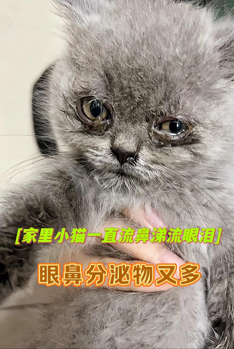 猫咪打喷嚏有眼屎,猫咪打喷嚏眼屎黄?-第4张图片-后鲨宠物 猫咪打喷嚏有眼屎,猫咪打喷嚏眼屎黄?-第4张图片-后鲨宠物