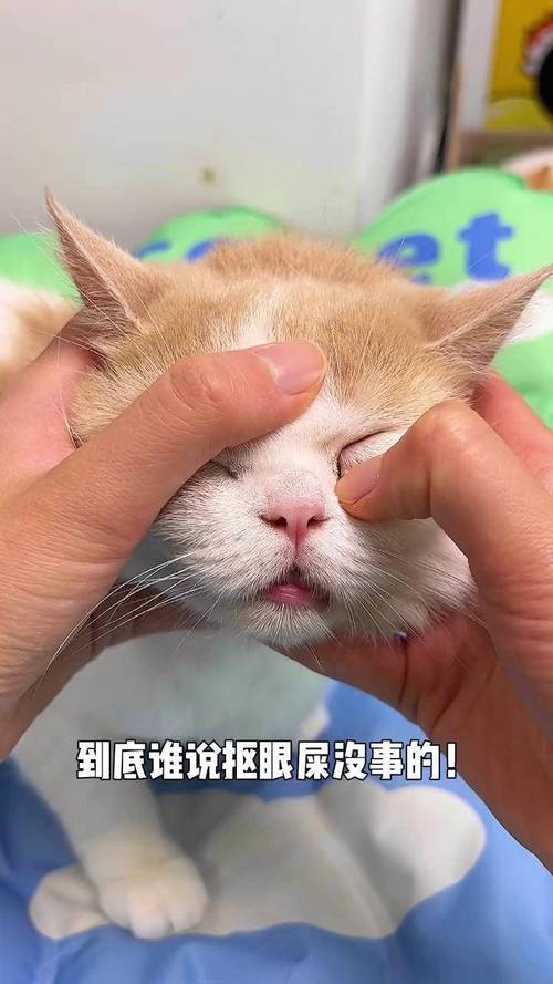 猫咪打喷嚏有眼屎,猫咪打喷嚏眼屎黄?-第5张图片-后鲨宠物 猫咪打喷嚏有眼屎,猫咪打喷嚏眼屎黄?-第5张图片-后鲨宠物