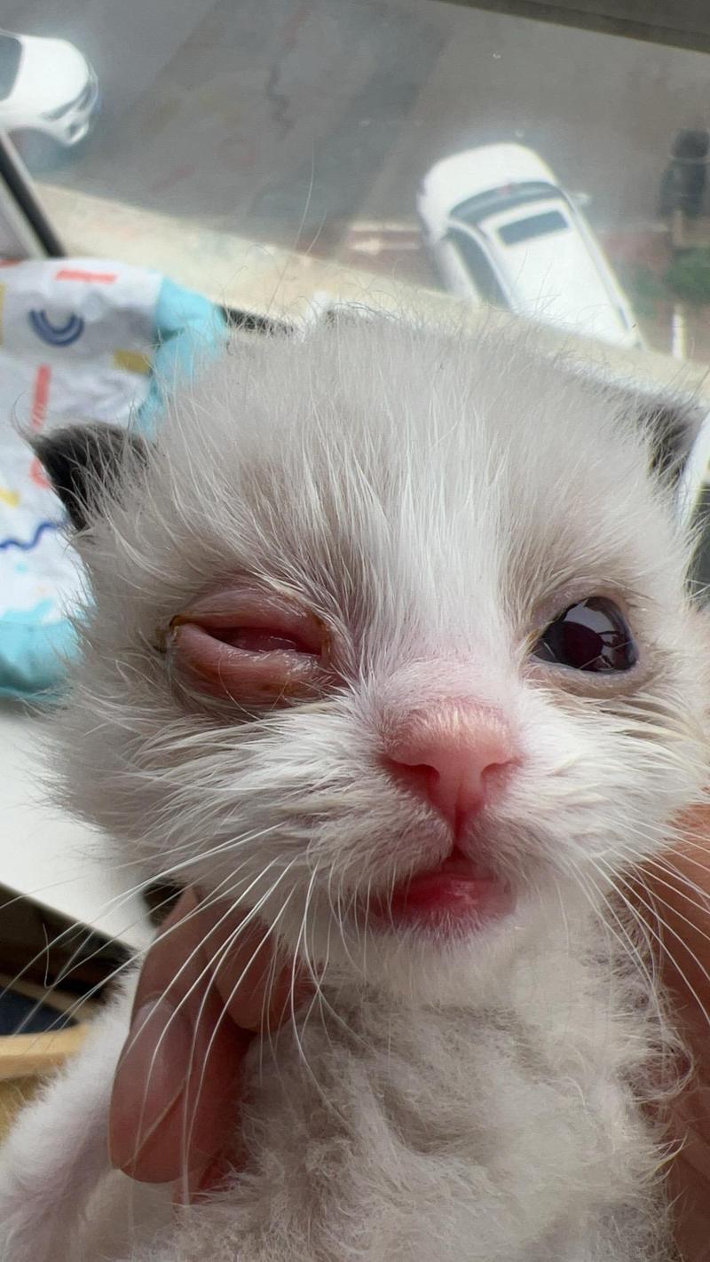 猫咪打喷嚏有眼屎,猫咪打喷嚏眼屎黄?-第6张图片-后鲨宠物 猫咪打喷嚏有眼屎,猫咪打喷嚏眼屎黄?-第6张图片-后鲨宠物