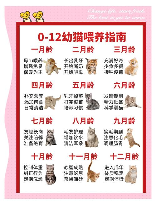 小猫咪如何喂养,小猫怎么喂养方法-第2张图片-后鲨宠物 小猫咪如何喂养,小猫怎么喂养方法-第2张图片-后鲨宠物
