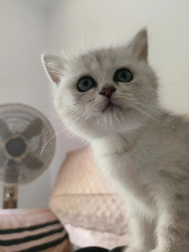 小猫咪如何喂养,小猫怎么喂养方法-第3张图片-后鲨宠物 小猫咪如何喂养,小猫怎么喂养方法-第3张图片-后鲨宠物