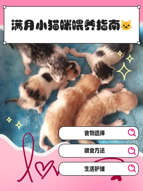 小猫咪如何喂养,小猫怎么喂养方法-第5张图片-后鲨宠物 小猫咪如何喂养,小猫怎么喂养方法-第5张图片-后鲨宠物
