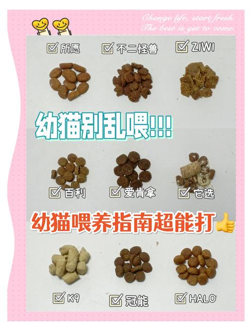 小猫咪如何喂养,小猫怎么喂养方法-第6张图片-后鲨宠物 小猫咪如何喂养,小猫怎么喂养方法-第6张图片-后鲨宠物