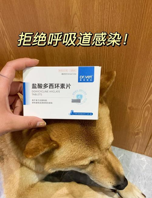  狗狗感冒打喷嚏吃什么药，狗狗感冒了流鼻涕吃啥药-第2张图片-后鲨宠物