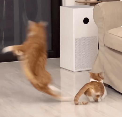 猫咪发情可以打疫苗吗,猫咪发情可以打疫苗吗多少钱?-第4张图片-后鲨宠物 猫咪发情可以打疫苗吗,猫咪发情可以打疫苗吗多少钱?-第4张图片-后鲨宠物