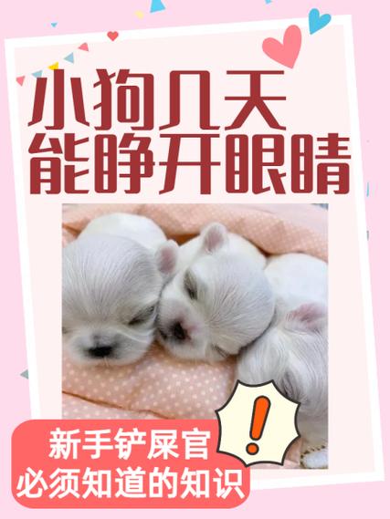 狗狗多大睁眼睛,狗狗多大会睁眼睛?-第1张图片-后鲨宠物 狗狗多大睁眼睛,狗狗多大会睁眼睛?-第1张图片-后鲨宠物