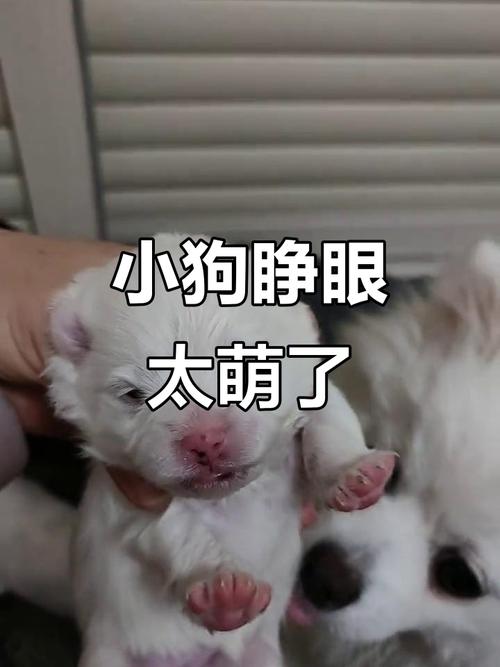 狗狗多大睁眼睛,狗狗多大会睁眼睛?-第2张图片-后鲨宠物 狗狗多大睁眼睛,狗狗多大会睁眼睛?-第2张图片-后鲨宠物