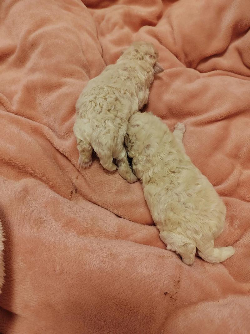 狗狗多大睁眼睛,狗狗多大会睁眼睛?-第4张图片-后鲨宠物 狗狗多大睁眼睛,狗狗多大会睁眼睛?-第4张图片-后鲨宠物