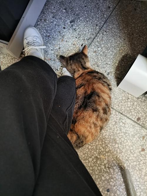 猫咪蹭你腿什么意思,猫咪用头蹭人要警惕-第1张图片-后鲨宠物 猫咪蹭你腿什么意思,猫咪用头蹭人要警惕-第1张图片-后鲨宠物