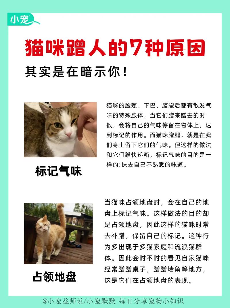 猫咪蹭你腿什么意思,猫咪用头蹭人要警惕-第4张图片-后鲨宠物 猫咪蹭你腿什么意思,猫咪用头蹭人要警惕-第4张图片-后鲨宠物