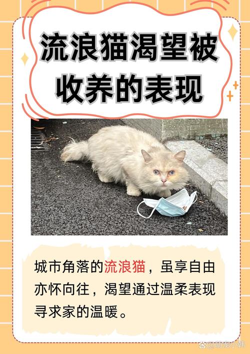 猫咪蹭你腿什么意思,猫咪用头蹭人要警惕-第5张图片-后鲨宠物 猫咪蹭你腿什么意思,猫咪用头蹭人要警惕-第5张图片-后鲨宠物
