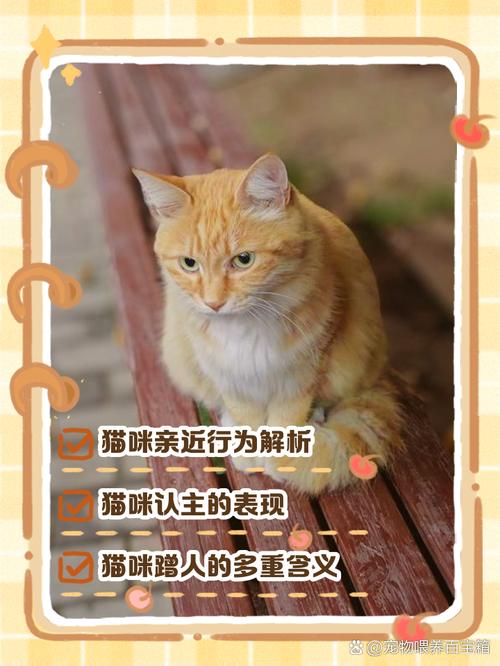 猫咪蹭你腿什么意思,猫咪用头蹭人要警惕-第6张图片-后鲨宠物 猫咪蹭你腿什么意思,猫咪用头蹭人要警惕-第6张图片-后鲨宠物