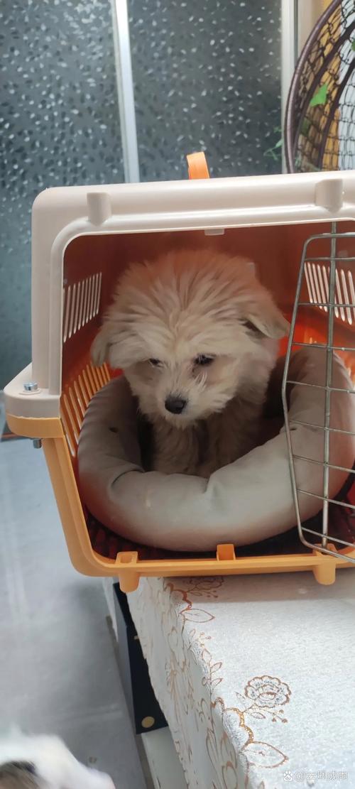 狗狗回家一直叫怎么办，一回家狗狗就叫不停？-第3张图片-后鲨宠物