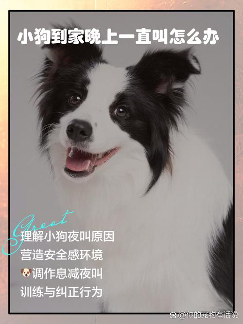 狗狗回家一直叫怎么办，一回家狗狗就叫不停？-第2张图片-后鲨宠物