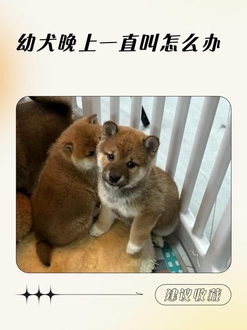 狗狗回家一直叫怎么办，一回家狗狗就叫不停？-第4张图片-后鲨宠物