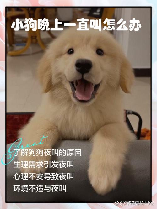 狗狗回家一直叫怎么办，一回家狗狗就叫不停？-第5张图片-后鲨宠物