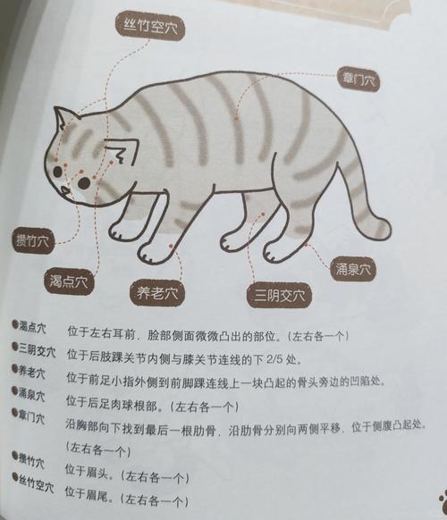 如何给猫咪减肥,给猫减肥什么方式好?-第1张图片-后鲨宠物 如何给猫咪减肥,给猫减肥什么方式好?-第1张图片-后鲨宠物