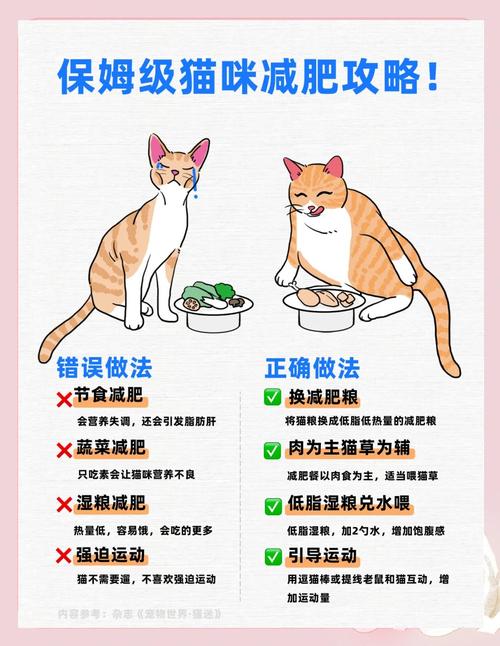 如何给猫咪减肥,给猫减肥什么方式好?-第4张图片-后鲨宠物 如何给猫咪减肥,给猫减肥什么方式好?-第4张图片-后鲨宠物