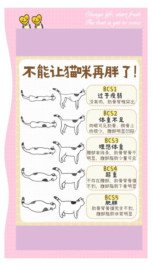 如何给猫咪减肥,给猫减肥什么方式好?-第6张图片-后鲨宠物 如何给猫咪减肥,给猫减肥什么方式好?-第6张图片-后鲨宠物