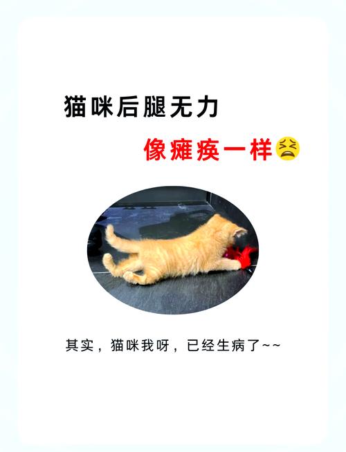 猫咪突然后腿无力,猫咪突然后腿无力站不起来怎么回事-第2张图片-后鲨宠物 猫咪突然后腿无力,猫咪突然后腿无力站不起来怎么回事-第2张图片-后鲨宠物