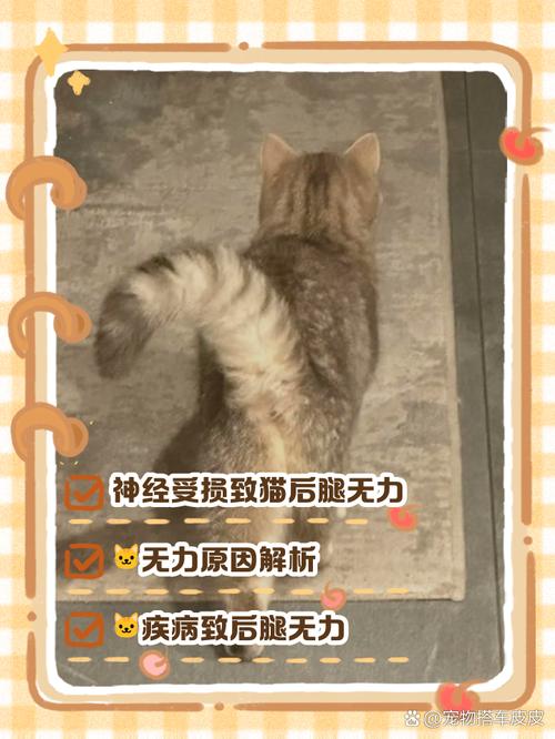 猫咪突然后腿无力,猫咪突然后腿无力站不起来怎么回事-第3张图片-后鲨宠物 猫咪突然后腿无力,猫咪突然后腿无力站不起来怎么回事-第3张图片-后鲨宠物