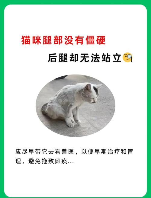 猫咪突然后腿无力,猫咪突然后腿无力站不起来怎么回事-第5张图片-后鲨宠物 猫咪突然后腿无力,猫咪突然后腿无力站不起来怎么回事-第5张图片-后鲨宠物
