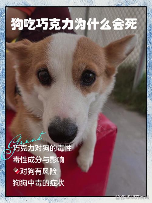 狗狗能吃巧克力蛋糕吗_狗狗可以吃巧克力奶油吗-第6张图片-后鲨宠物 狗狗能吃巧克力蛋糕吗_狗狗可以吃巧克力奶油吗-第6张图片-后鲨宠物