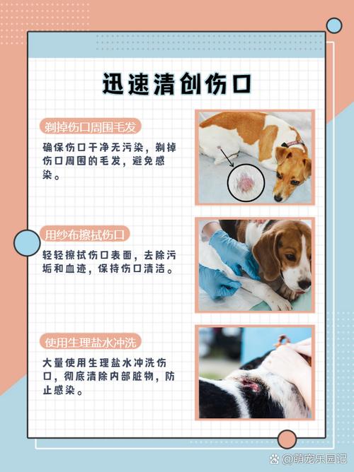  狗狗被别的狗咬伤了怎么办，狗狗被大狗咬有个牙洞