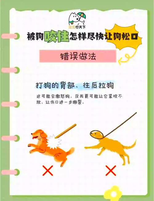 狗狗被别的狗咬伤了怎么办,狗狗被大狗咬有个牙洞-第4张图片-后鲨宠物 狗狗被别的狗咬伤了怎么办,狗狗被大狗咬有个牙洞-第4张图片-后鲨宠物