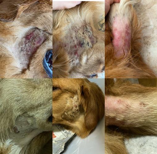 狗狗身上有伤口可以洗澡吗,狗身上的伤口能愈合吗?-第6张图片-后鲨宠物 狗狗身上有伤口可以洗澡吗,狗身上的伤口能愈合吗?-第6张图片-后鲨宠物