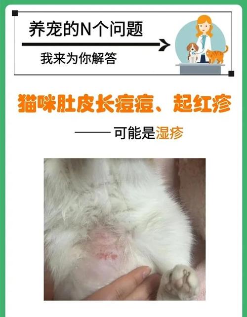猫咪为什么会得猫癣,猫为什么会起猫癣-第1张图片-后鲨宠物 猫咪为什么会得猫癣,猫为什么会起猫癣-第1张图片-后鲨宠物