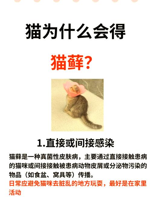 猫咪为什么会得猫癣,猫为什么会起猫癣-第3张图片-后鲨宠物 猫咪为什么会得猫癣,猫为什么会起猫癣-第3张图片-后鲨宠物