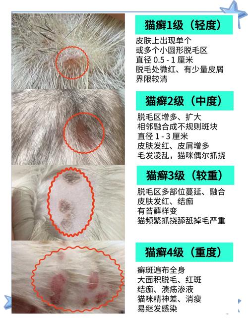 猫咪为什么会得猫癣,猫为什么会起猫癣-第4张图片-后鲨宠物 猫咪为什么会得猫癣,猫为什么会起猫癣-第4张图片-后鲨宠物
