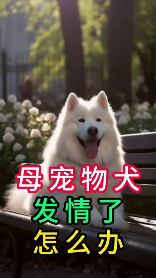 狗狗没有食欲怎么办_怎样让狗狗胃口大开-第2张图片-后鲨宠物 狗狗没有食欲怎么办_怎样让狗狗胃口大开-第2张图片-后鲨宠物