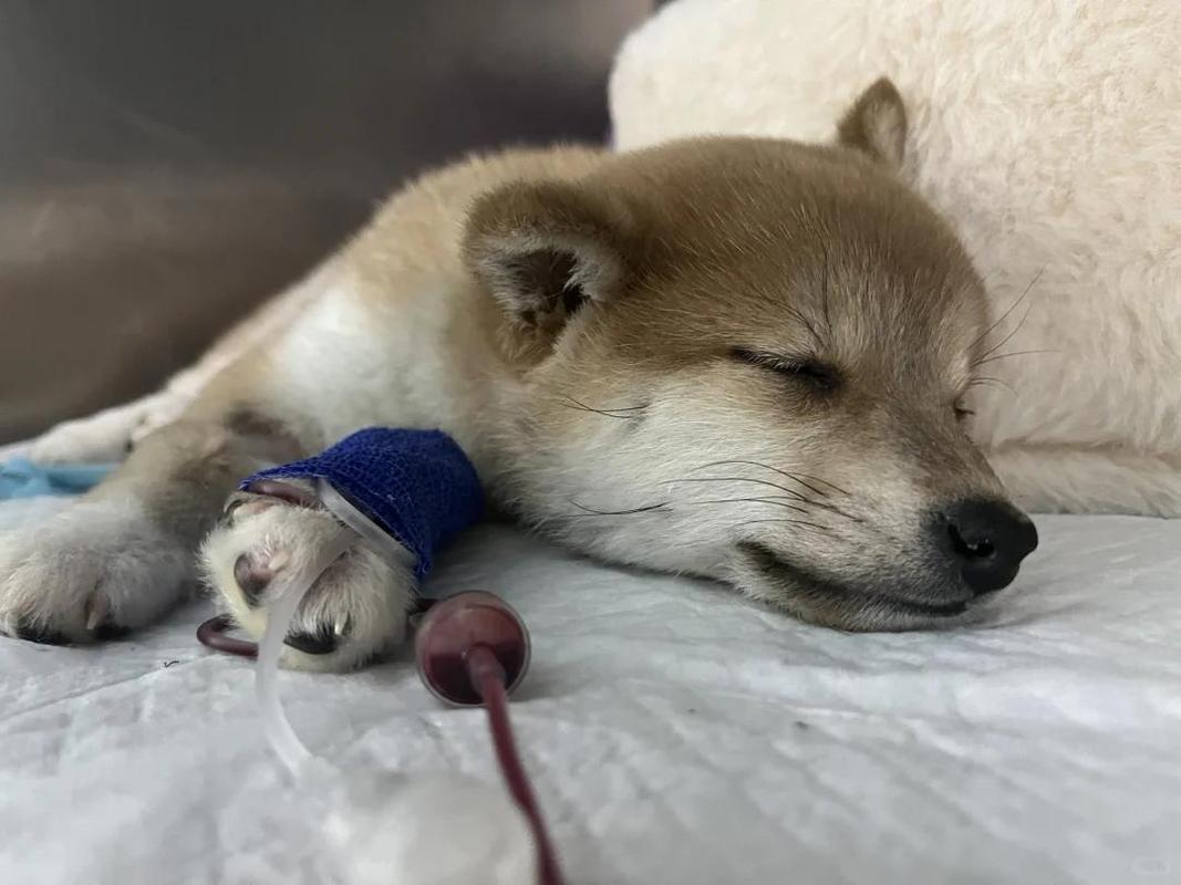 狗狗没有食欲怎么办_怎样让狗狗胃口大开-第4张图片-后鲨宠物 狗狗没有食欲怎么办_怎样让狗狗胃口大开-第4张图片-后鲨宠物